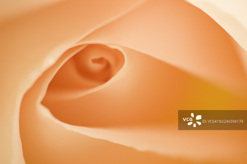 桃粉色玫瑰花眼妆图片素材