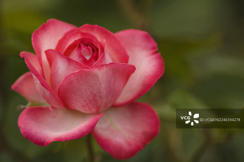 双重喜悦玫瑰图片素材