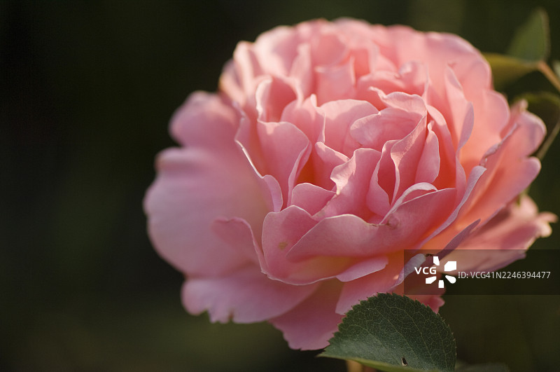 罗莎·莉莲·奥斯汀图片素材