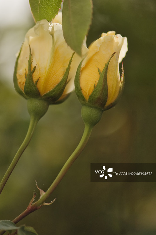 茶 希林顿夫人玫瑰图片素材