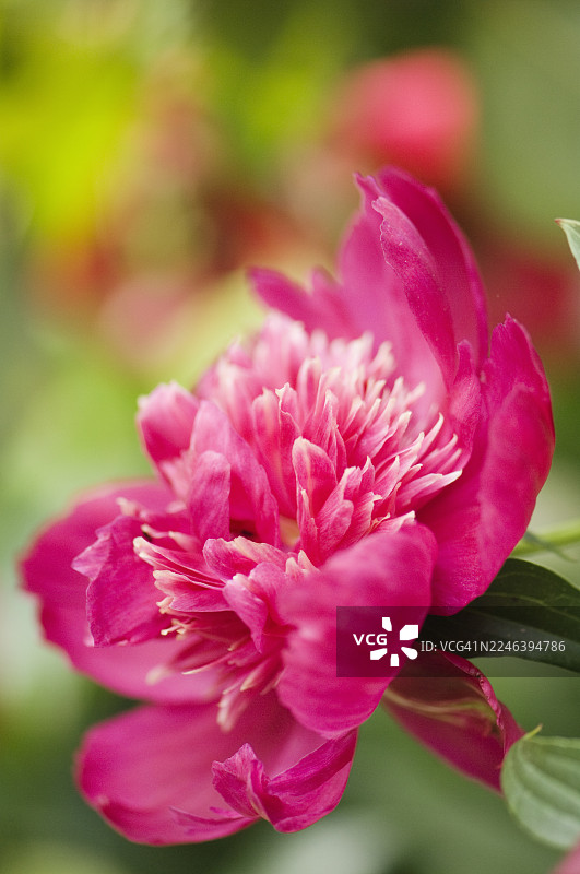 鲜艳的粉色牡丹花重复图案图片素材