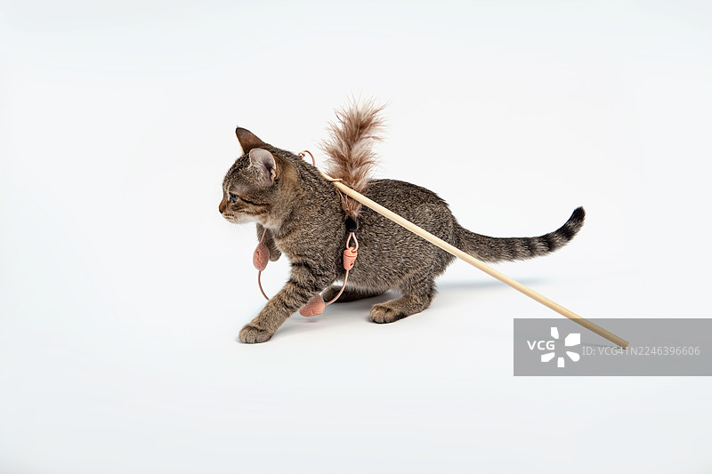 虎斑小猫缠绕在玩具里图片素材