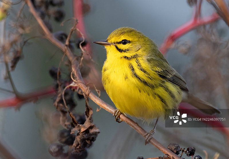草原莺在紫色的浆果上图片素材