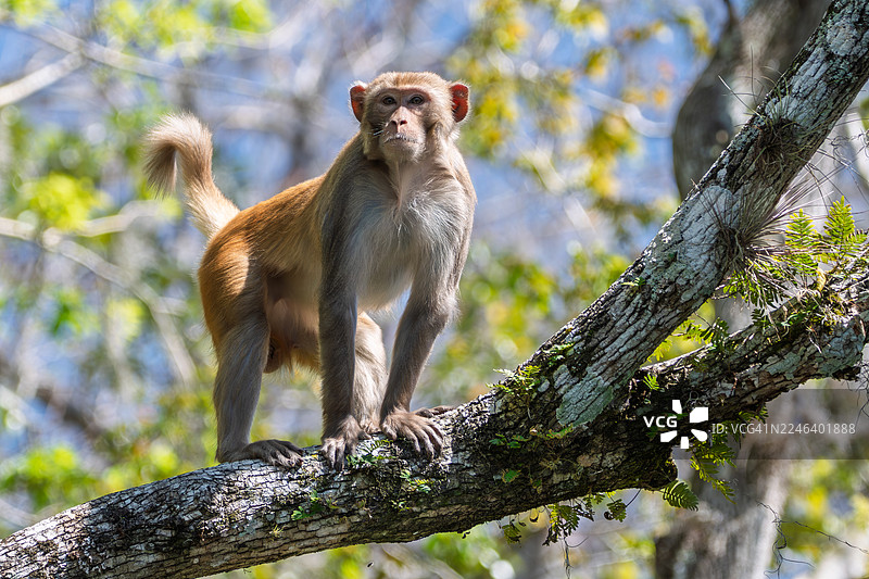 银泉的猕猴图片素材