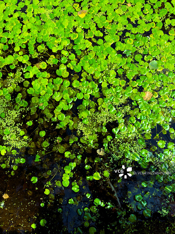 充满活力的绿色水生植物在深水表面形成自然图案，全画幅图片素材