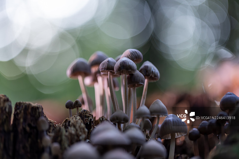 森林中，一簇小蘑菇生长在腐烂的木头上，背景虚化。图片素材