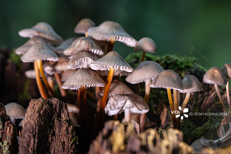 森林中，一根长满苔藓的枯木上生长着一簇小蘑菇，在自然光下被照亮，特写镜头。图片素材