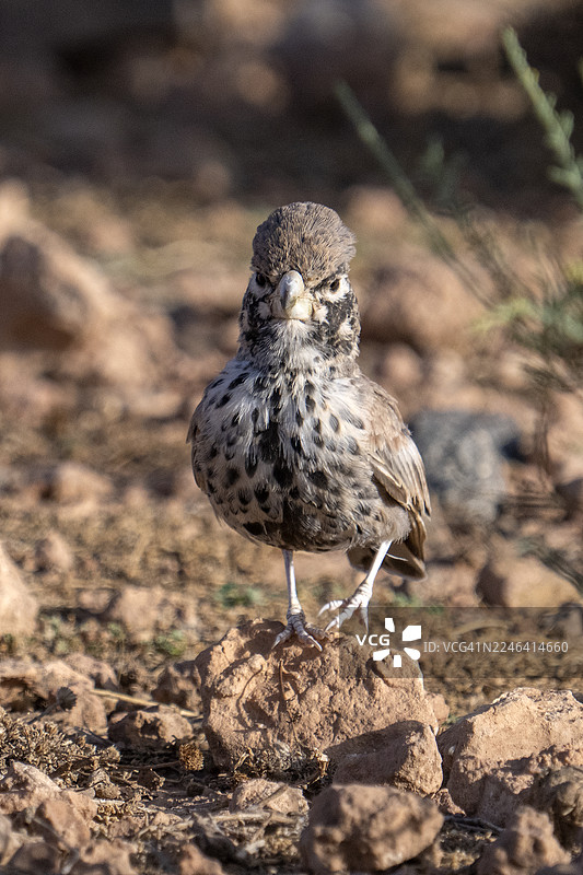 一只鸟栖息在岩石上，近距离对着镜头，背景是自然户外环境图片素材