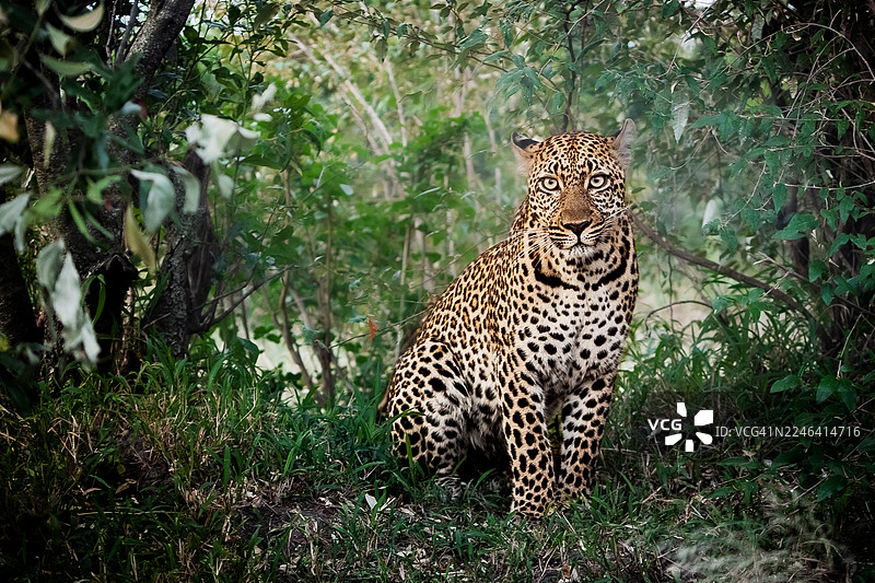 一只威严的豹子警觉地坐落在其自然森林栖息地的茂密绿色植物中，直视镜头。图片素材