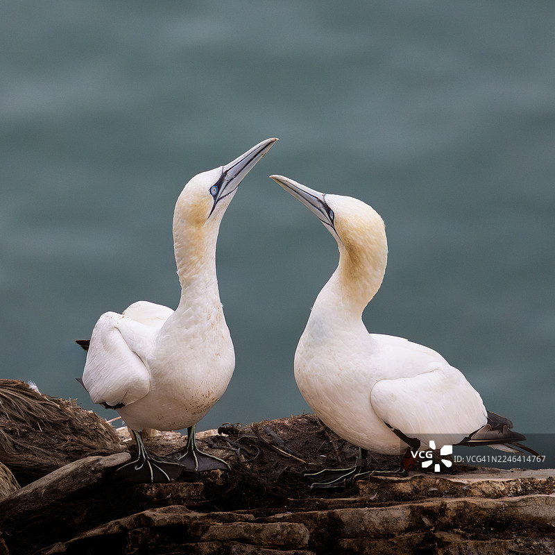 两只北方塘鹅栖息在俯瞰大海的岩石上图片素材