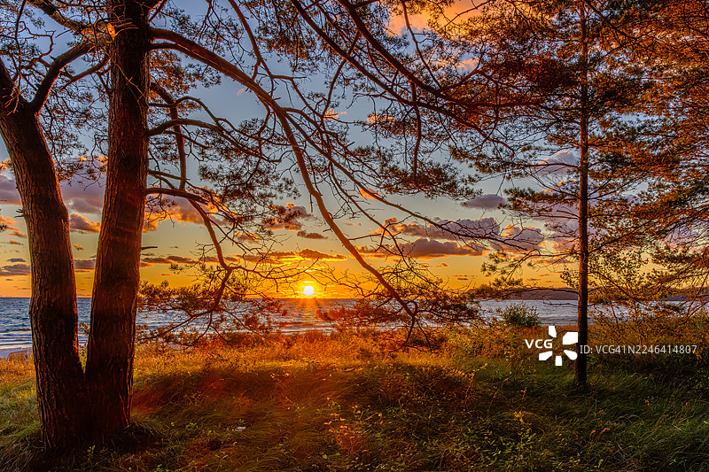 金色的日落映照着宁静的大海，透过草地上松树的剪影望去，唤醒内心的平和与对自然之美的赞叹，德国宾茨，海滨大道图片素材