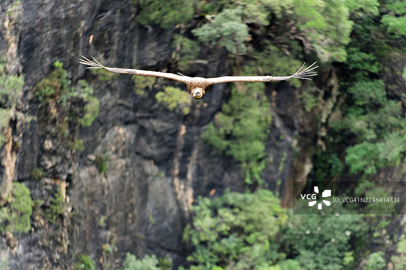雄伟的鸟类低角度视图，展开翅膀，在高耸的悬崖峭壁上翱翔，背景是绿色的植物。图片素材