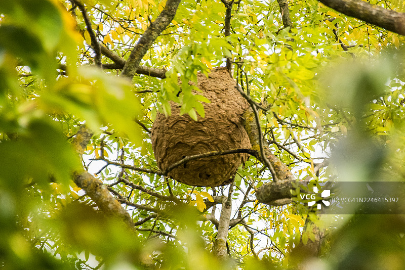悬挂在图卢兹公园树上的大型纸巢或黄蜂巢图片素材