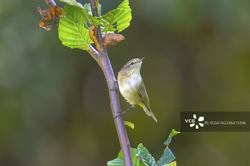 特写：一只小鸟栖息在带有绿叶的植物茎上图片素材