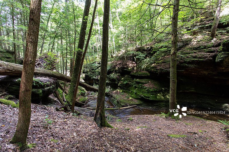 郁郁葱葱的森林，有倒下的树木和溪流，展现出自然之美与宁静图片素材