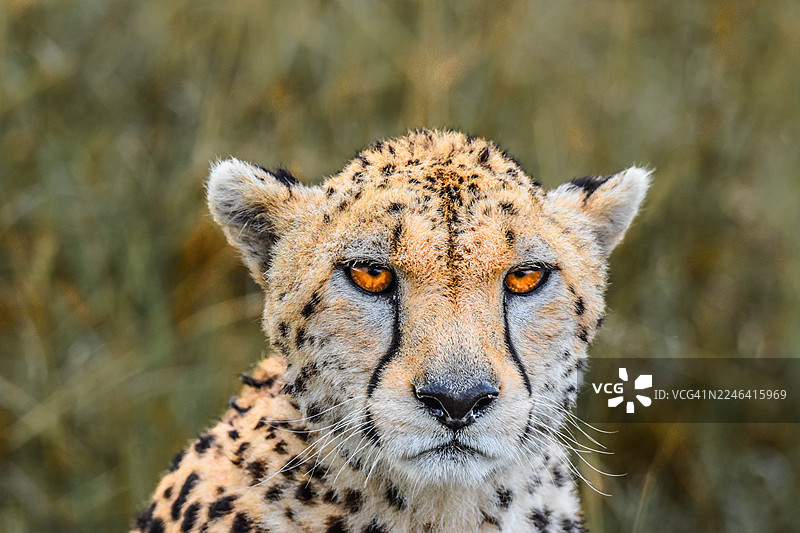 一只野生猎豹的特写肖像，它有着锐利的橙色眼睛，正凝视着镜头，身处其自然栖息地图片素材