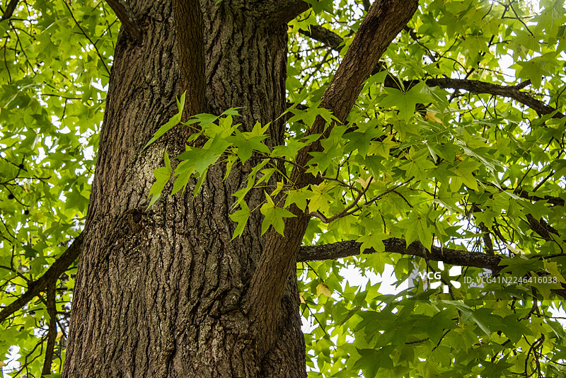 图卢兹公园内的枫树树干和绿色树冠图片素材