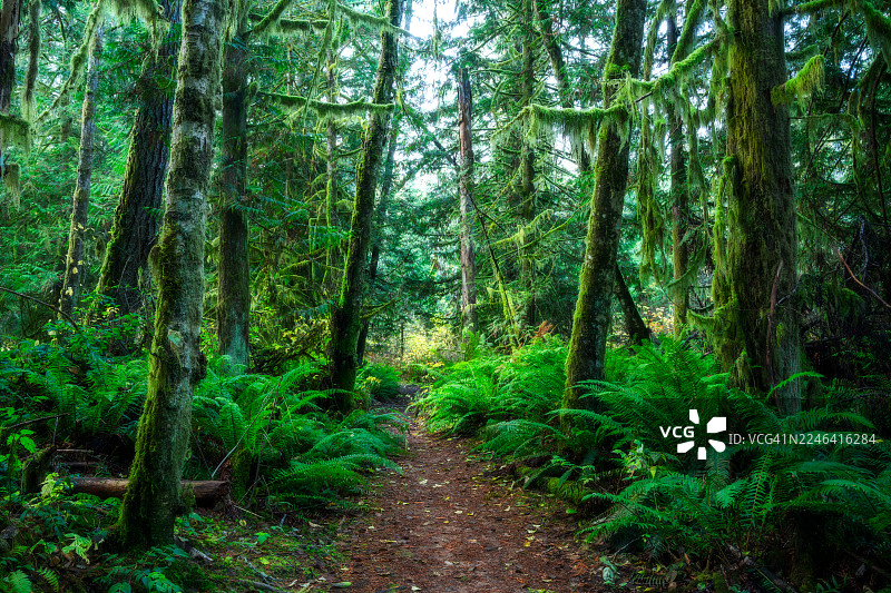 加拿大不列颠哥伦比亚省，温哥华岛，魁利肯海滩汉密尔顿沼泽公园的森林图片素材