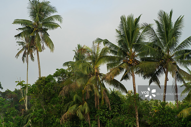 苍翠的棕榈树在柔和的灰色天空下，展现着热带的自然与生机图片素材