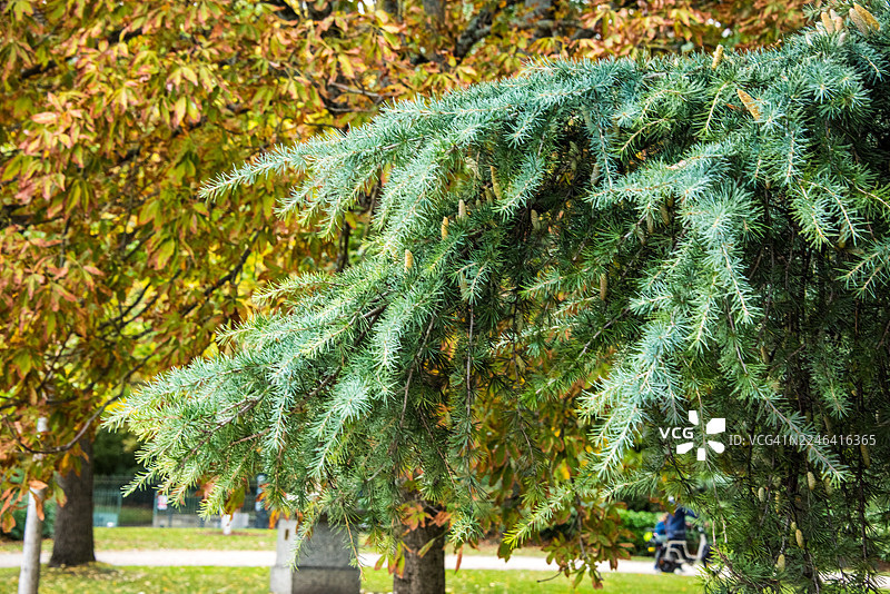 图卢兹公园里垂枝的龙血树图片素材