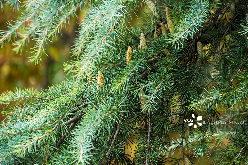 图卢兹公园里垂枝的蓝雪松图片素材