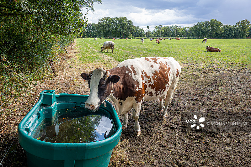 一头棕白相间的牛在泥泞的田野里从水槽喝水，背景中有其他牛在吃草，天空多云。图片素材