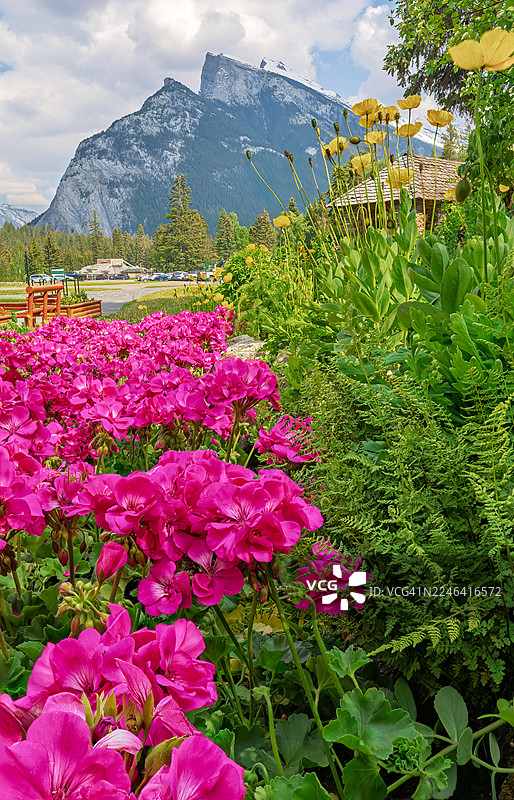 背景是雄伟的山峦和多云的天空，盛开着鲜艳的粉色花朵，班夫，加拿大图片素材