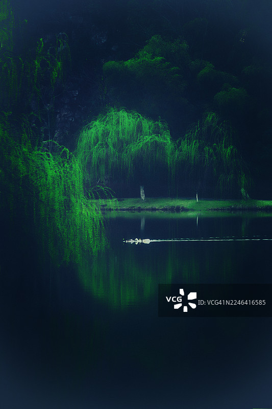 宁静的湖面倒映着幽暗、忧郁森林景观中的垂柳图片素材