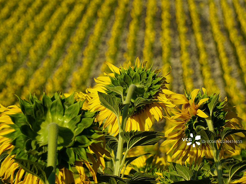 西班牙赫雷斯-德拉弗龙特拉，阳光下广阔田野里生机勃勃的向日葵特写图片素材