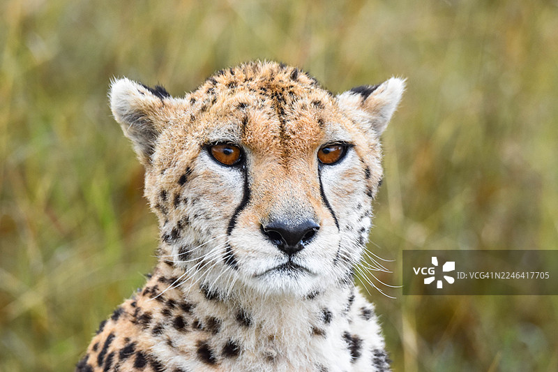 一只野生猎豹的特写肖像，它正用锐利的目光直视镜头，身处自然栖息地。图片素材
