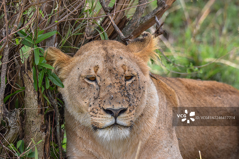 特写镜头下，一只母狮脸上沾着苍蝇，在灌木丛中休息图片素材