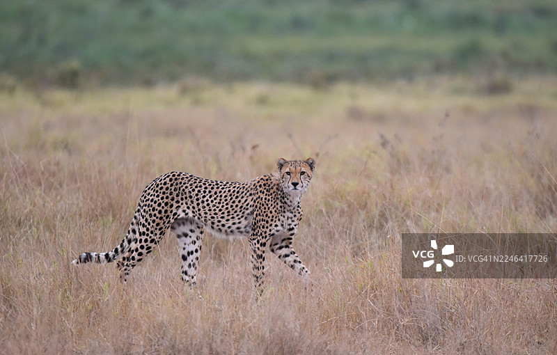 一只猎豹正专注地凝视着前方，穿行于非洲稀树草原的干枯草丛中图片素材