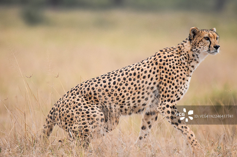 一只猎豹侧卧在草地上，朝右看图片素材