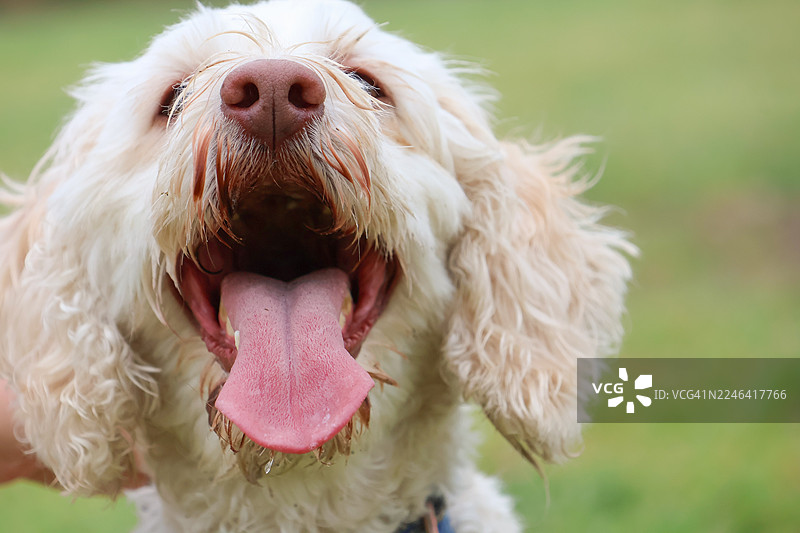 一只快乐的白色狗狗的特写，它伸出舌头，背景是绿色的户外环境图片素材