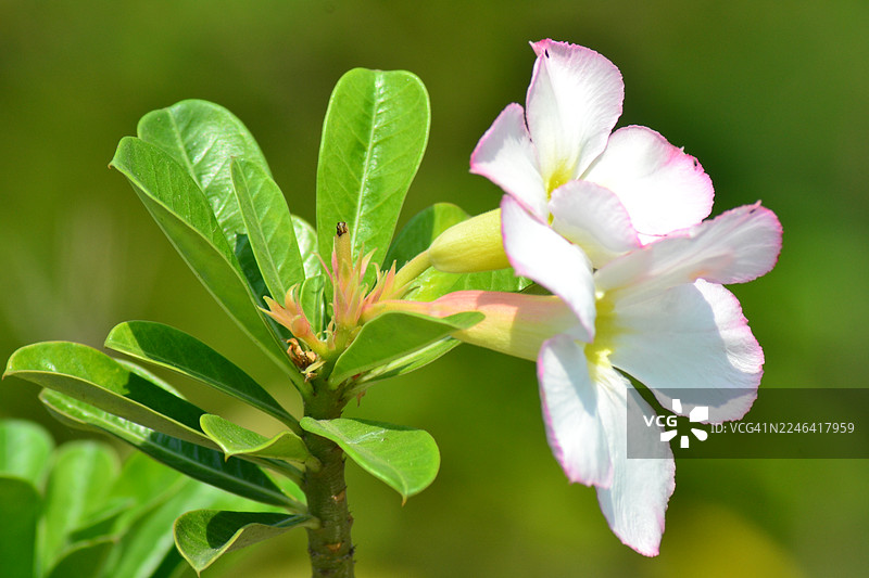 近景拍摄的充满活力的白色和粉色沙漠玫瑰花，绿叶衬托在柔和的绿色背景下图片素材