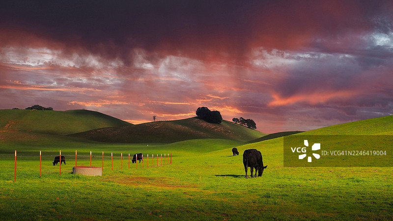 牛在壮丽的日落天空下，在生机勃勃的绿色牧场上吃草图片素材