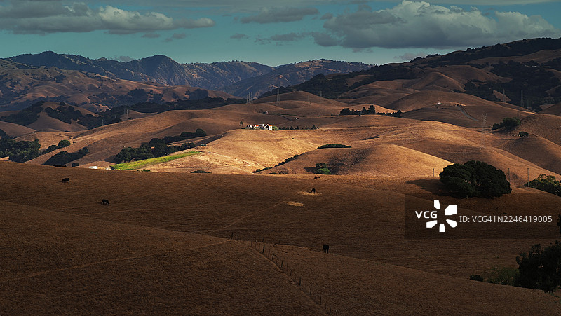 美国弗里蒙特地区，金色干草覆盖的起伏山丘在戏剧性的多云天空下延伸，远处可见房屋和放牧的牛群。图片素材