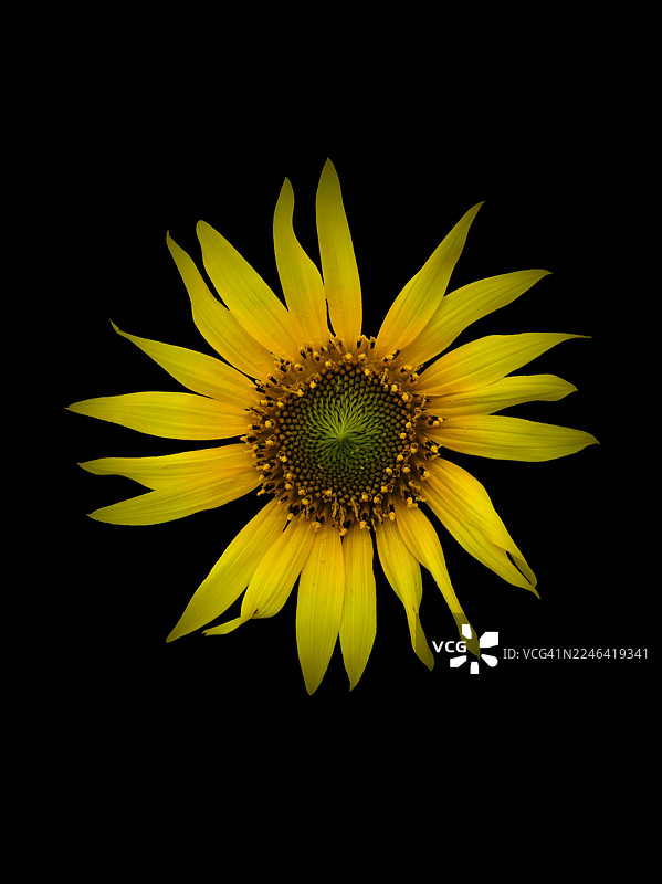 盛开的鲜艳黄 sunflowers 在纯黑背景下图片素材
