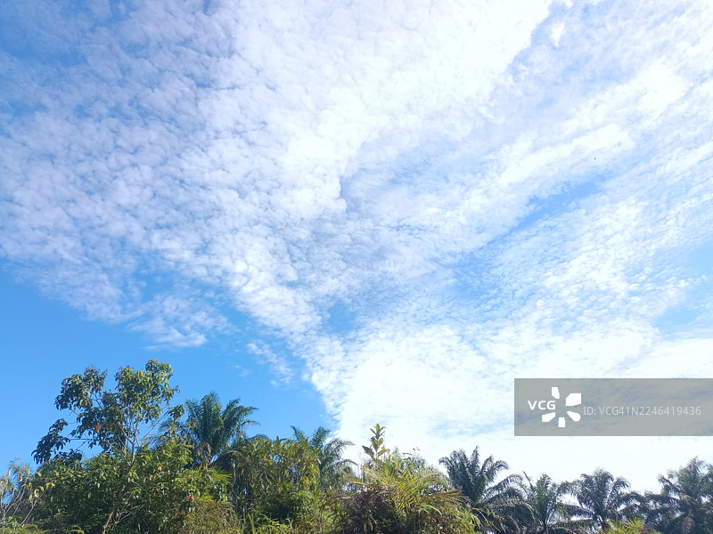 印尼，低角度仰视郁郁葱葱的热带绿树，背景是晴朗的蓝天和零星的白云，营造出宁静的自然氛围图片素材