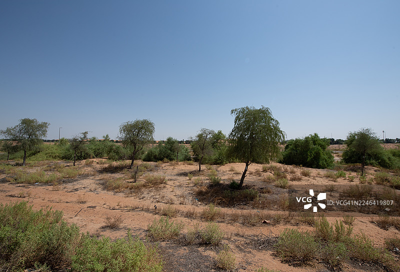 阿联酋艾因杰贝勒哈菲特地区，晴朗蓝天下点缀着零星绿树的沙漠景观，展现出干旱之美与自然韧性图片素材