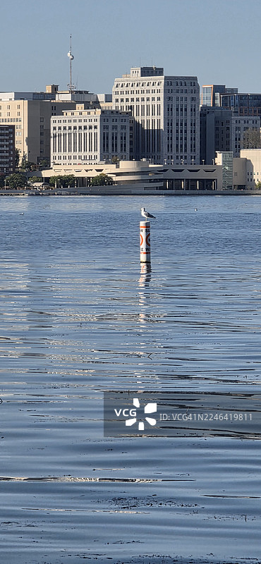 晴天，海鸥栖息在湖中浮标上，背景是城市天际线，美国威斯康星州丹恩县图片素材
