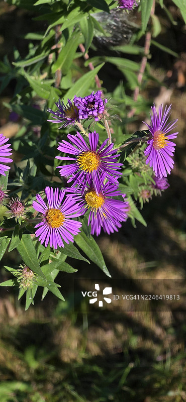 阳光下，生机勃勃的紫色花朵特写，花心为黄色，展现了自然的 and 生长之美。图片素材