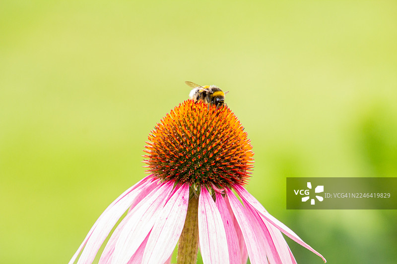 充满活力的绿色花园中，一只大黄蜂正在为粉色松果菊授粉的特写图片素材