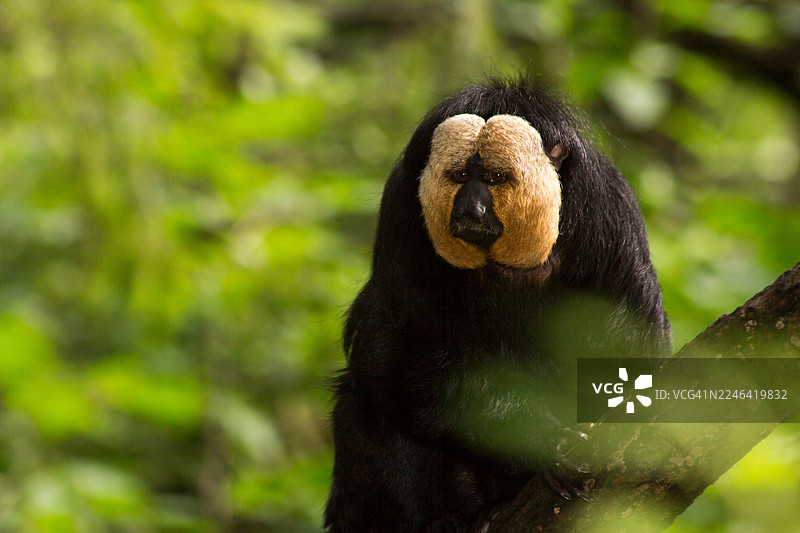 一只白脸僧帽猴栖息在葱郁森林的树枝上的特写图片素材