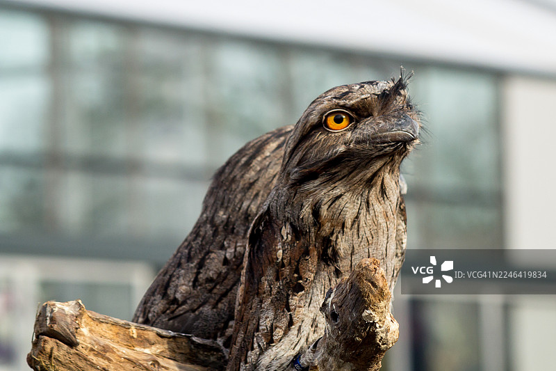 一只黄褐色蟆口鸱停在树枝上，用明亮的黄色眼睛凝视着，特写镜头图片素材