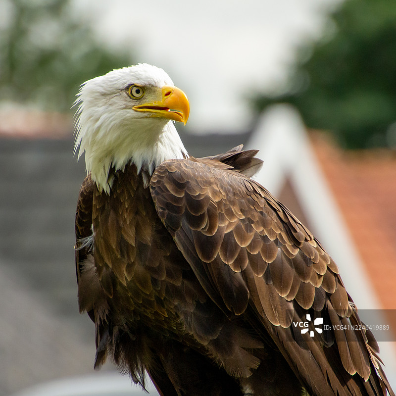 雄伟的白头海雕特写，眼神锐利图片素材