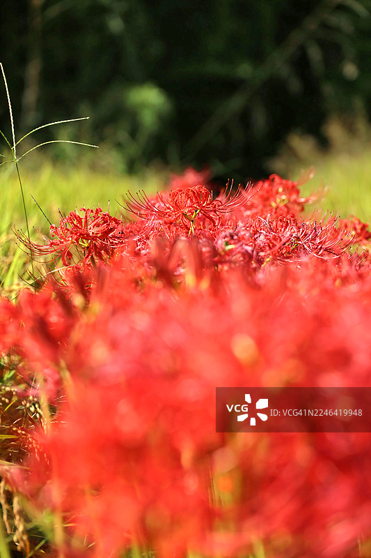 阳光明媚的日子里，繁茂的绿野中盛开着鲜艳的红蜘蛛百合图片素材