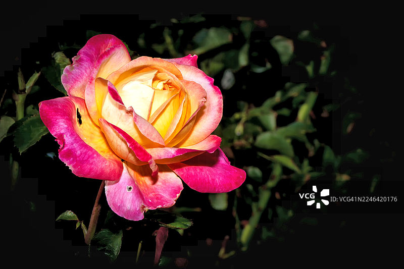 深色背景下，鲜艳的粉色和黄色玫瑰特写图片素材