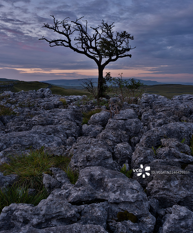 暮色中，岩石遍布的田野上，孤零零的树在阴沉的天空下，构成了一幅戏剧性的风景画。地点：英国斯基普顿康尼斯托恩迪布。图片素材