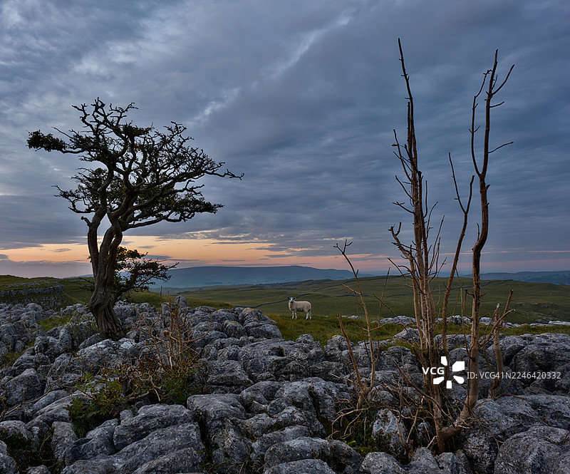 多云天空下，崎岖风景上壮丽的日落，孤零零的绵羊和古老的树木，英国斯基普顿，科尼斯通迪布图片素材